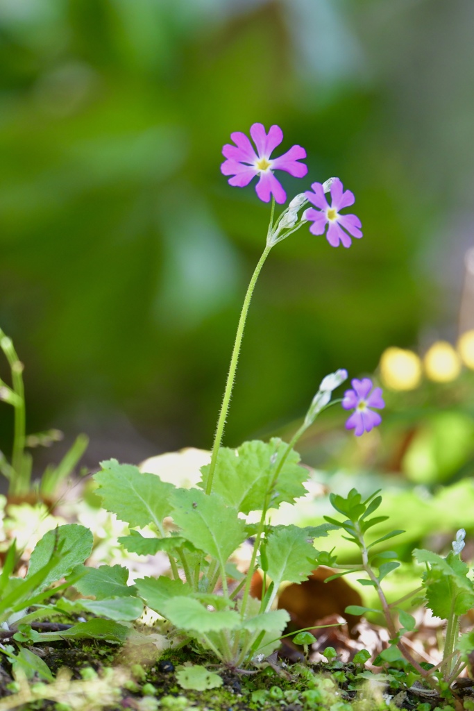 花は  花は  花は咲く