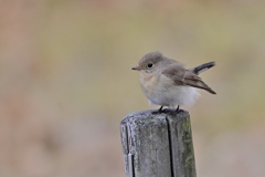 大好きな止まり木