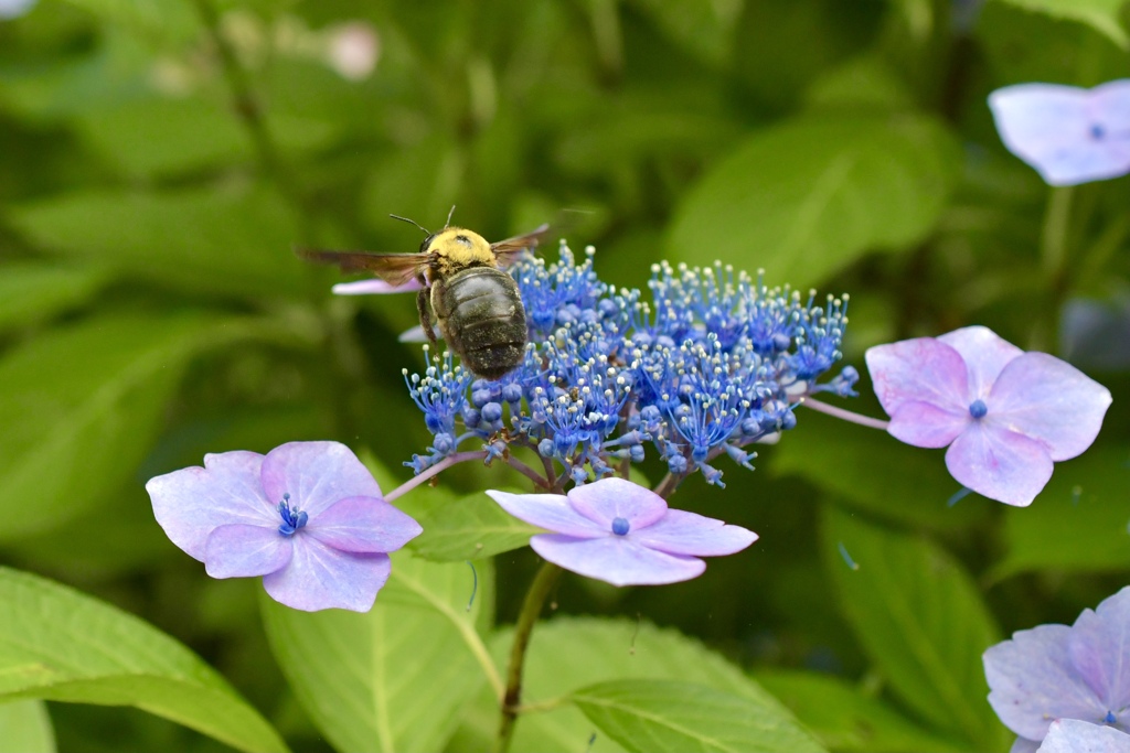 クマンバチと花