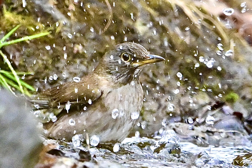 豪快に水浴び