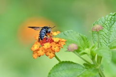 ランタナの花に