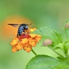 ランタナの花に