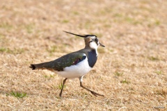 颯爽と～♪