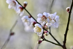 どこかで春が〜♪