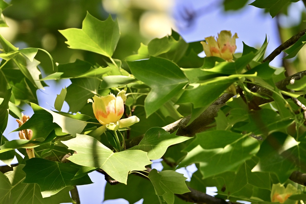 会いたかった花