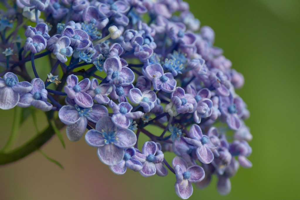 お多福紫陽花