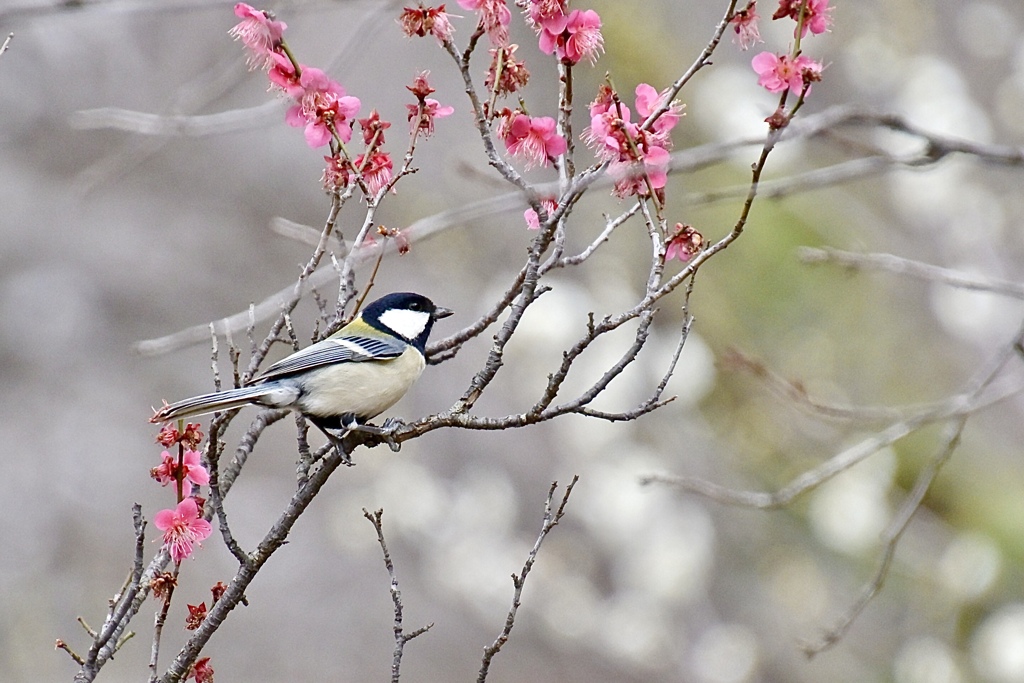 梅園に by m.タバサ （ID：13385649） - 写真共有サイト:PHOTOHITO
