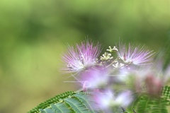 合歓の花
