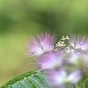 合歓の花