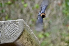 ぶつかっちゃうよ〜