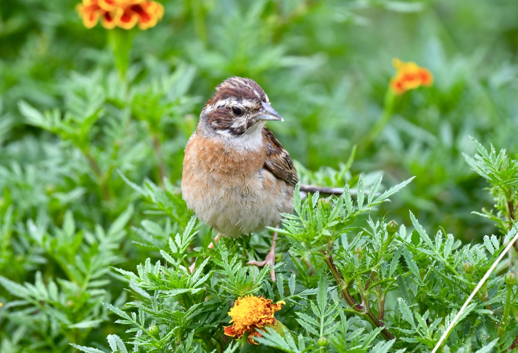 お花畑をピョンピョン
