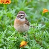 お花畑をピョンピョン