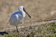 一本足休憩中〜