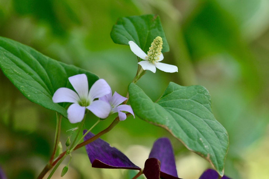 庭の花