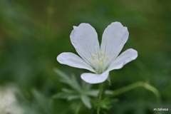 白い花 Ⅳ