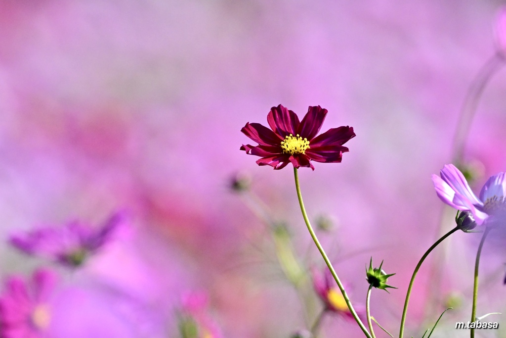 秋桜