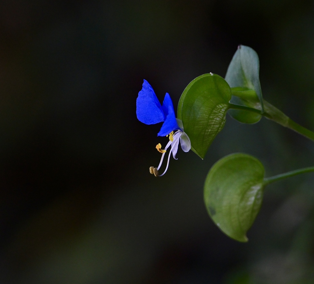露草