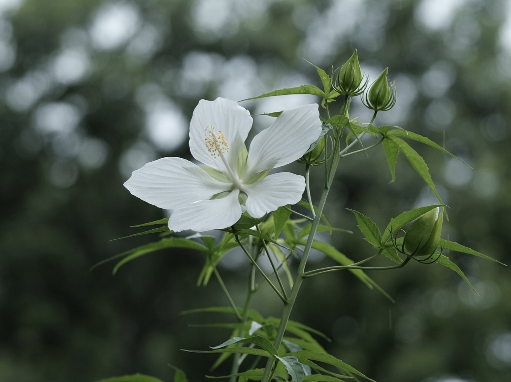 梅雨明け間近