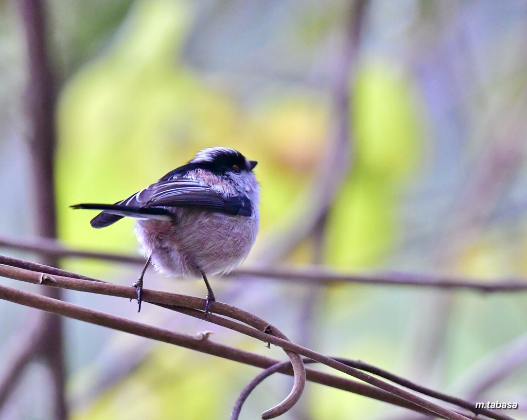 ふゎふゎエナガっち