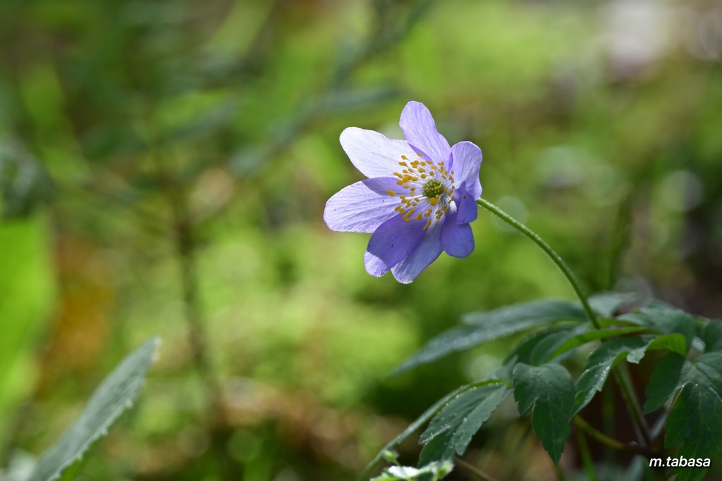 山野草に癒されて