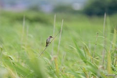 おつかれさま