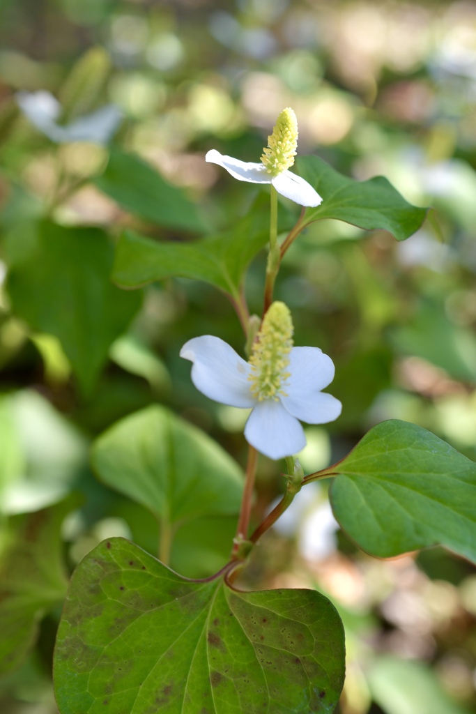 十字形の白い花
