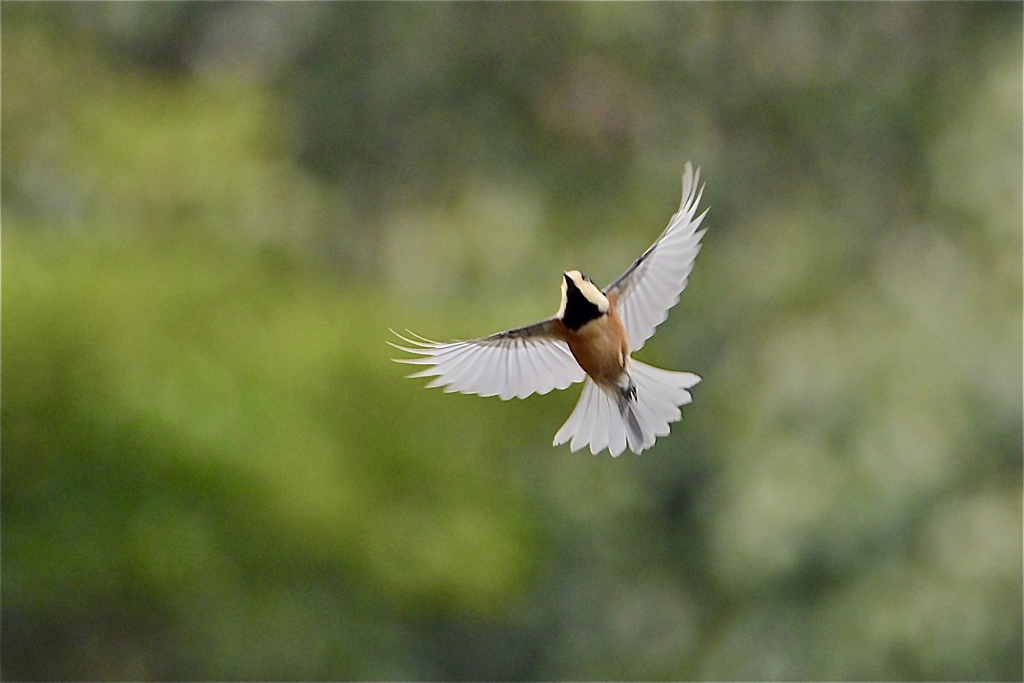 飛べヤマちゃん