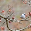 春待ち II