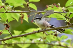 若葉を飛ぶ 若葉を飛ぶ