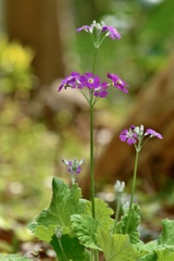 それでも花は咲く