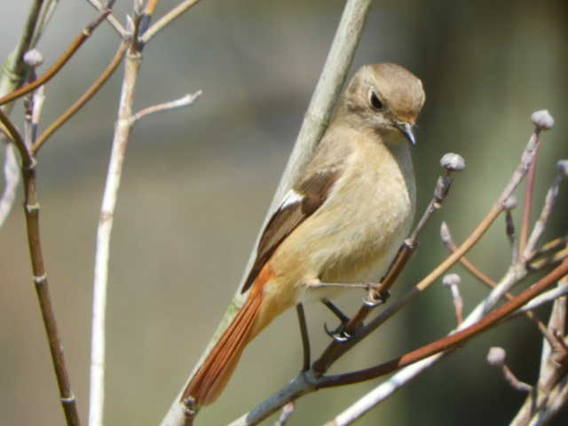 ジョウビタキ②
