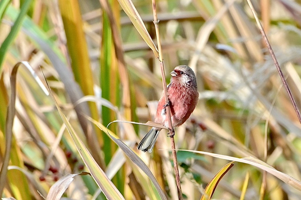 ベニちゃん、おかえりなさい