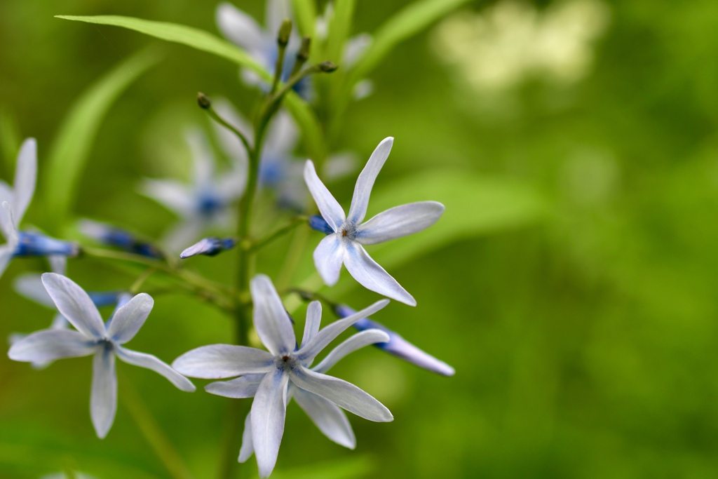 星形の花