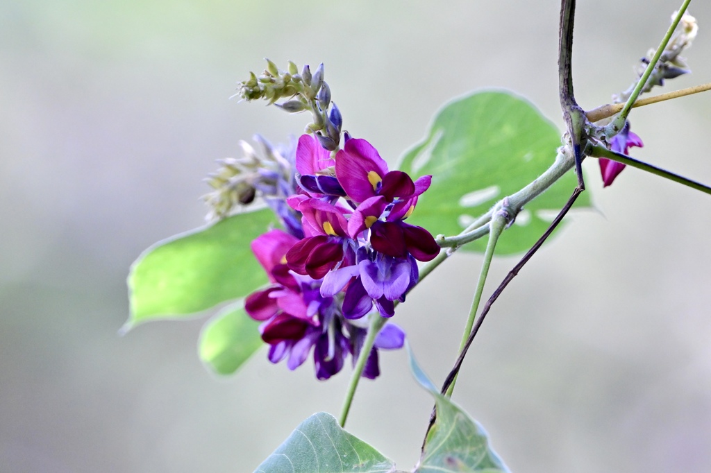 葛の花 II