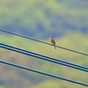 新緑の森に響く Ⅱ