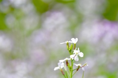 ハートな花びら