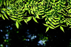 木陰