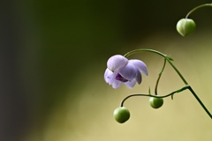 森の山野草 Ⅱ