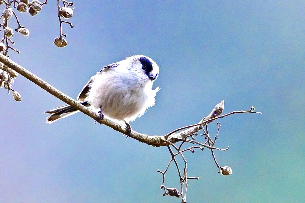 春風にエナガっち
