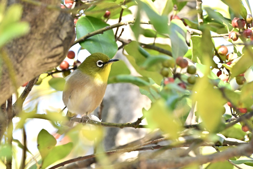 どれにしようかな