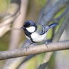 公園のシジュウカラさん