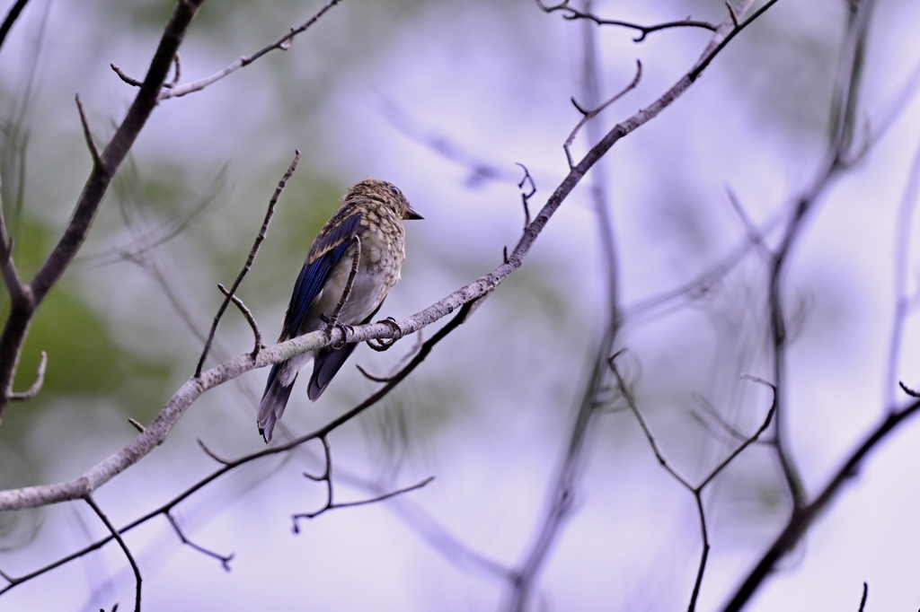 森の野鳥たち Ⅴ