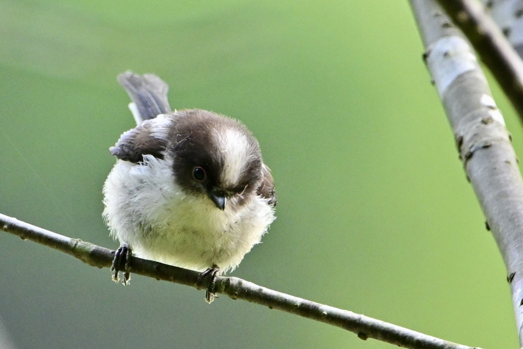 5月生まれの幼鳥たち Ⅲ