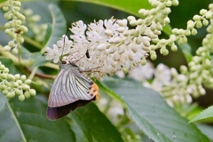 リョウブの花咲く頃 Ⅲ