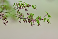あずき色の花