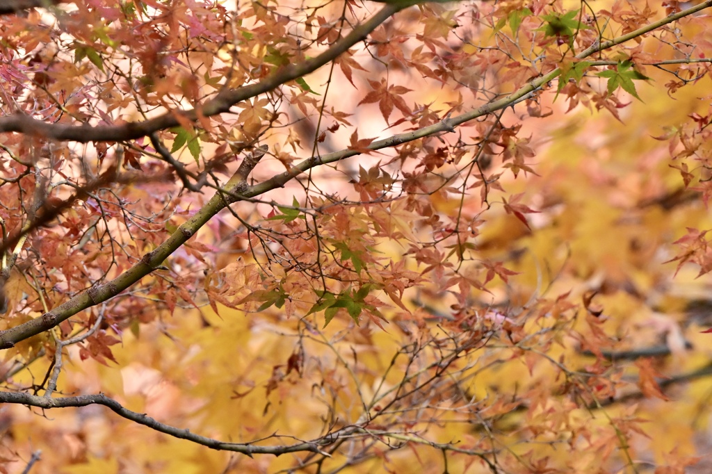 晩秋の紅葉