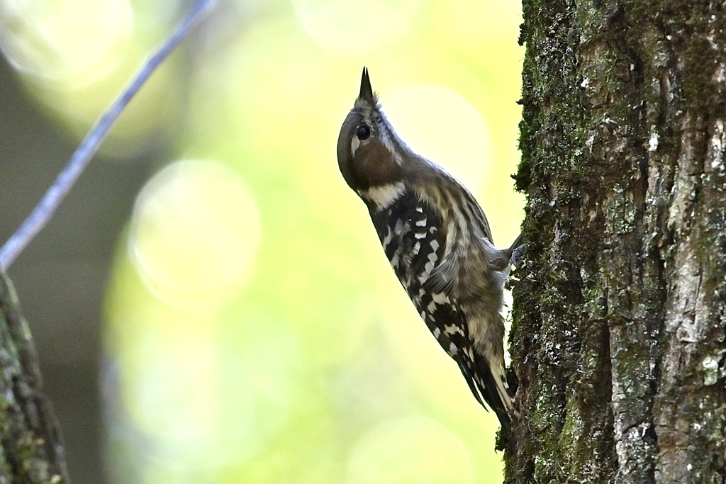コツコツ、冬の音