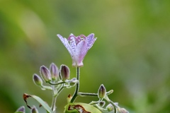 野草園で