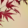 もみじ葉