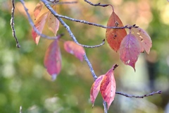 桜の紅葉と冬芽